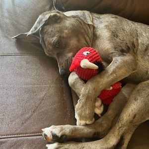 Meet your Posher, Bernard